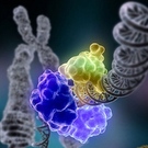 TP53 Gene Mutations Associated With Poor Prognosis In Myelodysplastic Syndromes (ASH 2011)