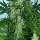 Medical Marijuana in HIV/AIDS – Part 2: Science Is Mostly Positive On Medical Marijuana For People With HIV