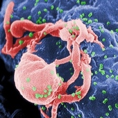 Study Finds Stable Rates Of New HIV Diagnoses And Transmitted Drug Resistance