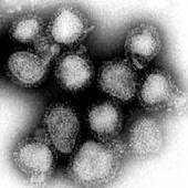 New Study Highlights Myeloma Treatment Infection Risks