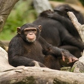 Study Finds That Chimpanzees Can Die From A Primate Type of HIV
