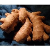 Clinical Trial Shows Ginger Reduces Nausea (ASCO 2009)
