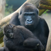 New HIV Strain Linked To Gorillas