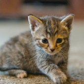 Pet Ownership For People With HIV/AIDS