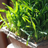 Study Shows Iron Chelating Properties Of Wheat Grass Juice (ASCO 2009)
