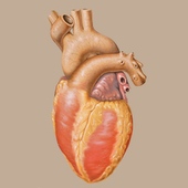 Researchers Study Connections Between Antiretrovirals And Heart Problems In People With HIV/AIDS (AIDS 2010)