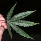 Medical Marijuana In HIV/AIDS – Part 1: Legal Support For Medical Marijuana Use Gains Steam